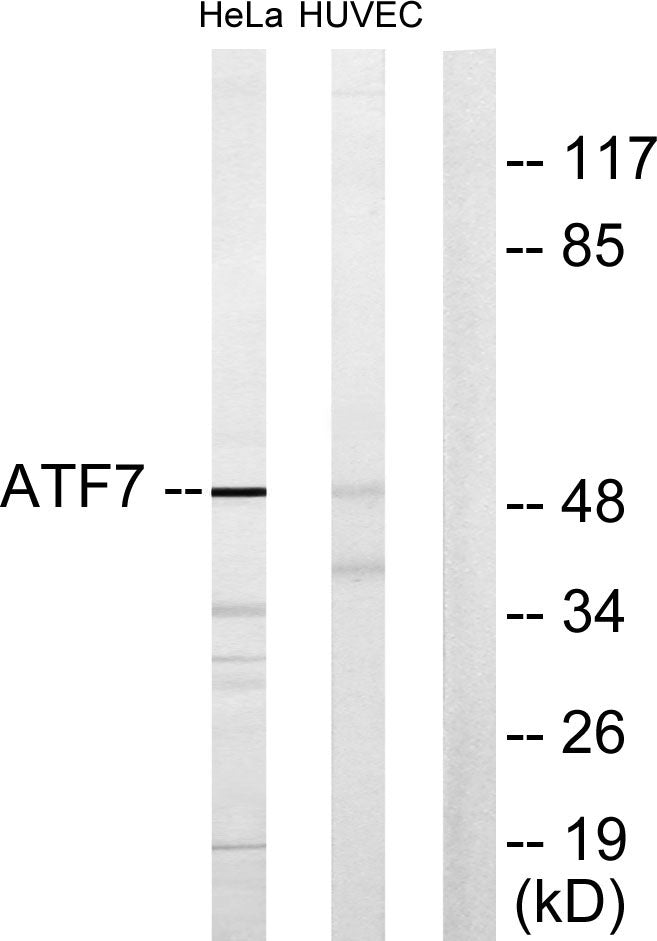 ATF-7 Rabbit Polyclonal Antibody