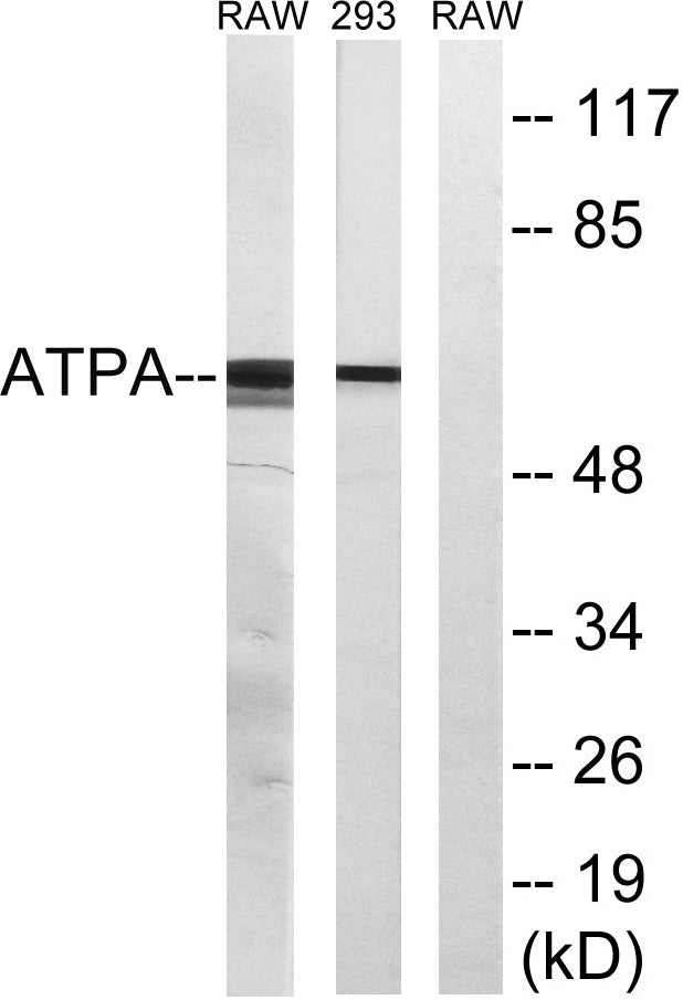 ATP5A Rabbit Polyclonal Antibody