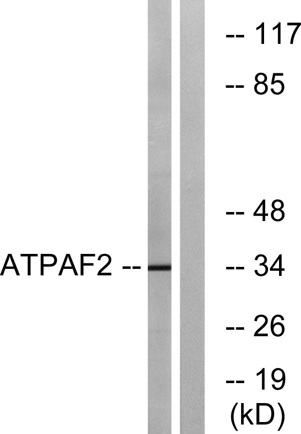 ATPAF2 Rabbit Polyclonal Antibody