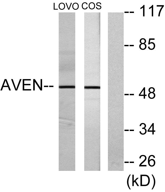 Aven Rabbit Polyclonal Antibody