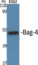 Bag-4 Rabbit Polyclonal Antibody