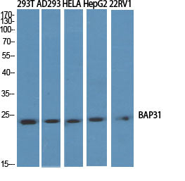 BAP31 Rabbit Polyclonal Antibody