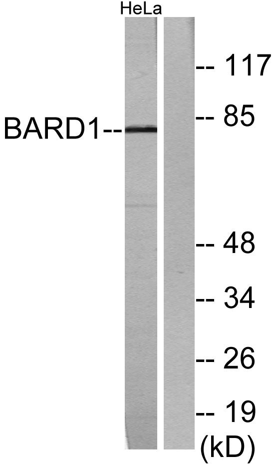 BARD1 Rabbit Polyclonal Antibody