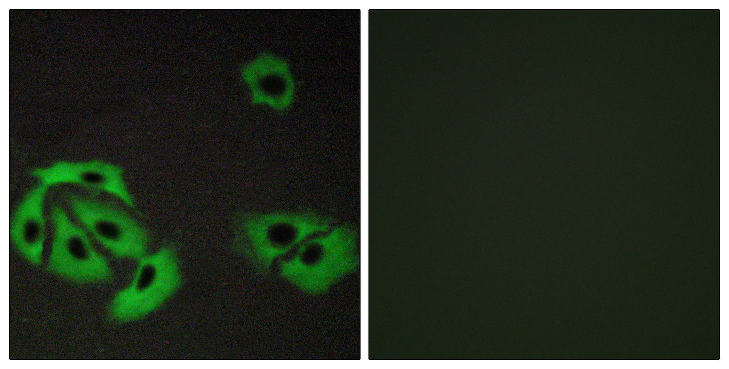 Bax Rabbit Polyclonal Antibody