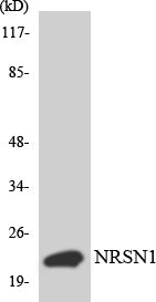 BCA3 Rabbit Polyclonal Antibody