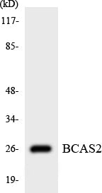 BCAS2 Rabbit Polyclonal Antibody