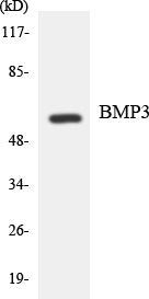 BMP-3A Rabbit Polyclonal Antibody