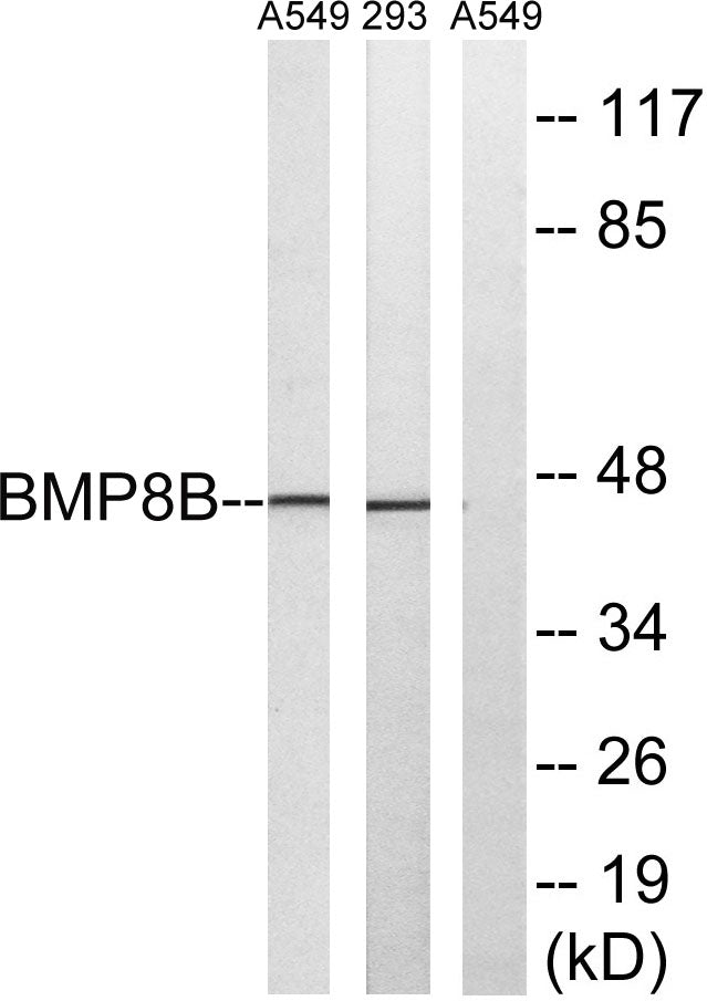 BMP-8B Rabbit Polyclonal Antibody