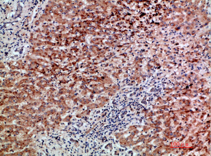 BMP-9 Rabbit Polyclonal Antibody