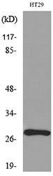 BRMS-1 Rabbit Polyclonal Antibody