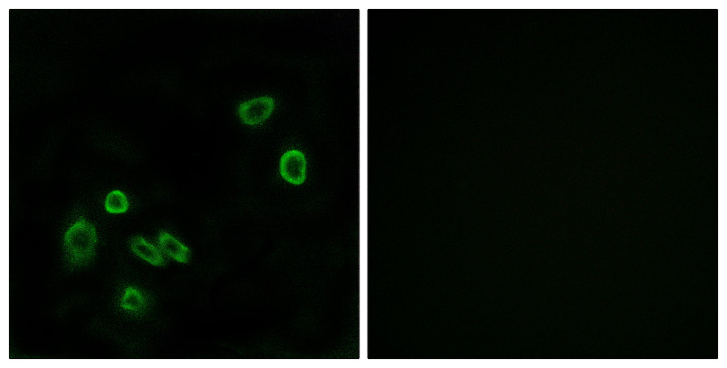 Brp44L Rabbit Polyclonal Antibody