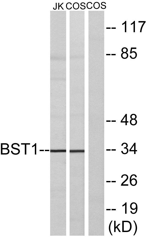 BST-1 Rabbit Polyclonal Antibody