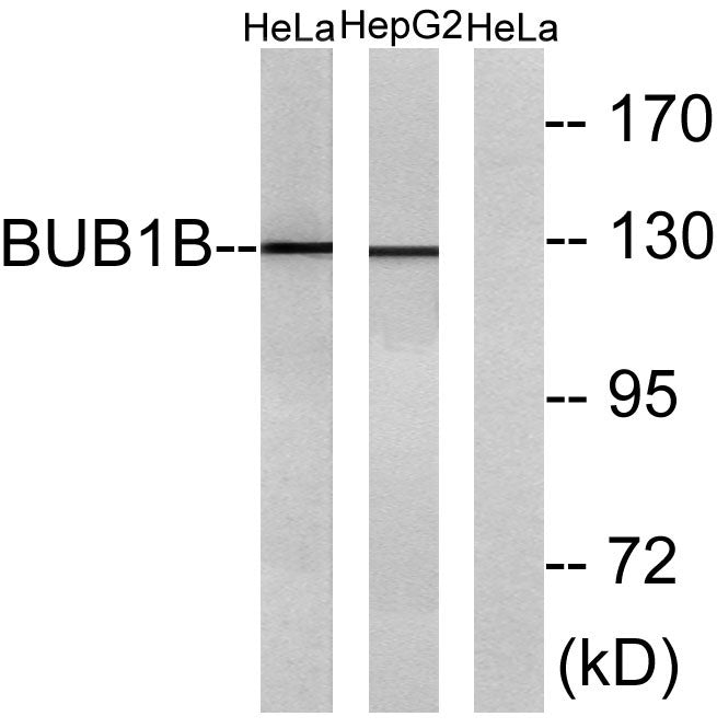 BubR1 Rabbit Polyclonal Antibody