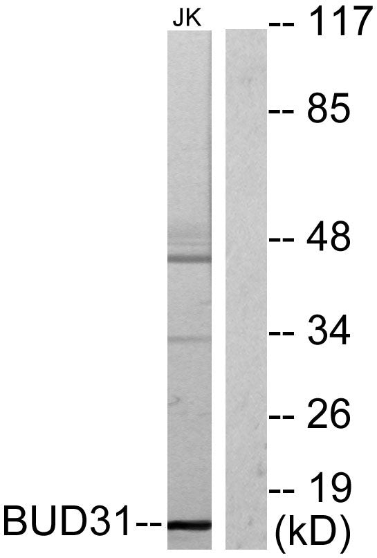 BUD31 Rabbit Polyclonal Antibody