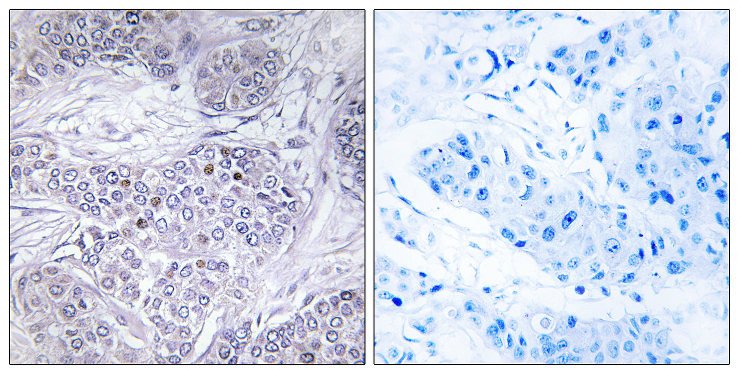 C/EBP γ Rabbit Polyclonal Antibody