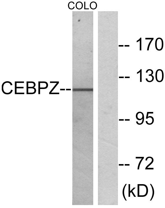C/EBP ζ Rabbit Polyclonal Antibody