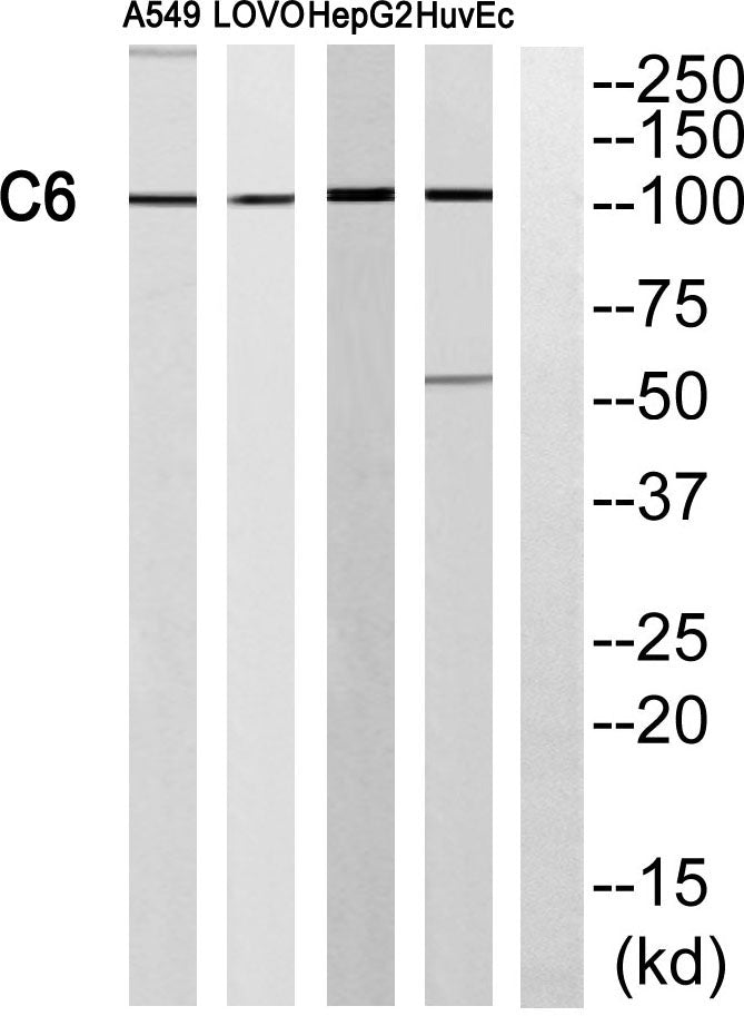 C6 Rabbit Polyclonal Antibody
