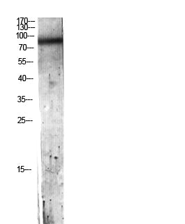 C7 Rabbit Polyclonal Antibody