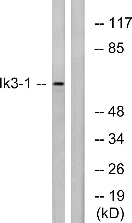 Cables1 Rabbit Polyclonal Antibody