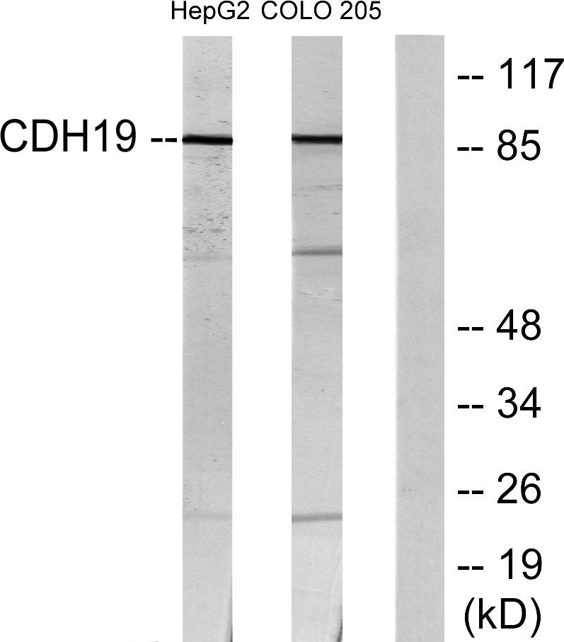 Cadherin-19 Rabbit Polyclonal Antibody
