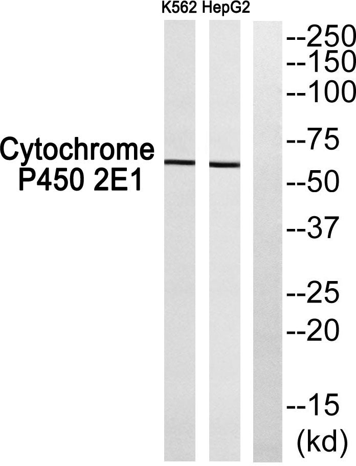 Cadherin-20 Rabbit Polyclonal Antibody
