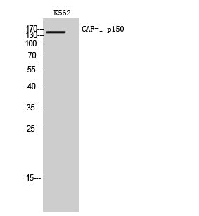 CAF-1 p150 Rabbit Polyclonal Antibody