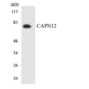 Calpain 12 Rabbit Polyclonal Antibody