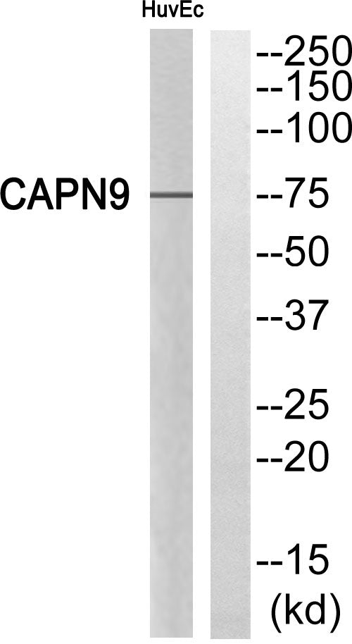 Calpain 9 Rabbit Polyclonal Antibody