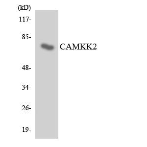 CaMKK2 Rabbit Polyclonal Antibody