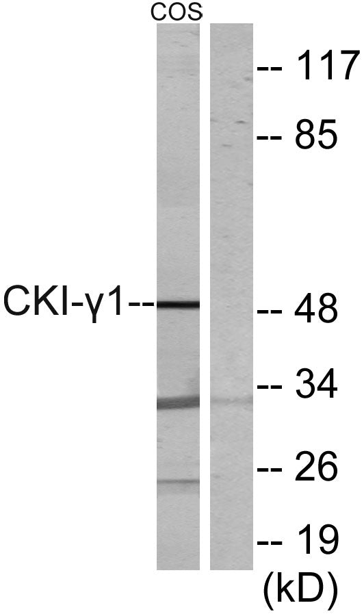 Casein Kinase Iγ1 Rabbit Polyclonal Antibody