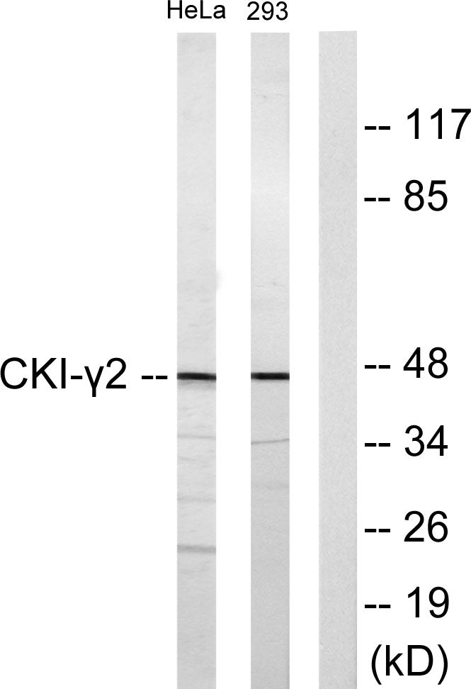 Casein Kinase Iγ2 Rabbit Polyclonal Antibody