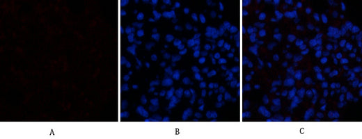 Caspase-1 Rabbit Polyclonal Antibody