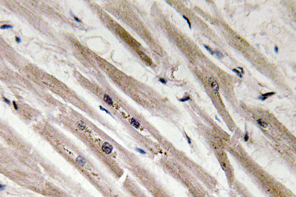 Caspase12 Rabbit Polyclonal Antibody