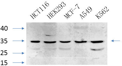Caspase-7 Rabbit Polyclonal Antibody