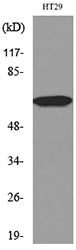 Catalase Rabbit Polyclonal Antibody