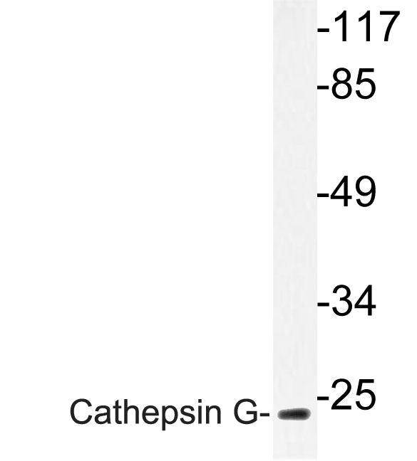 Cathepsin G Rabbit Polyclonal Antibody