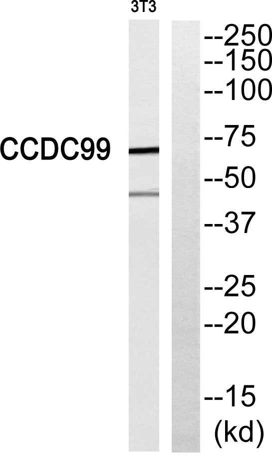 CCDC99 Rabbit Polyclonal Antibody