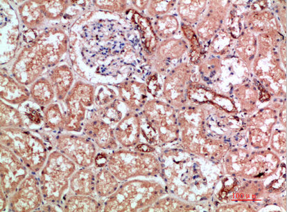 CD11b Rabbit Polyclonal Antibody