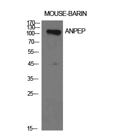 CD13 Rabbit Polyclonal Antibody