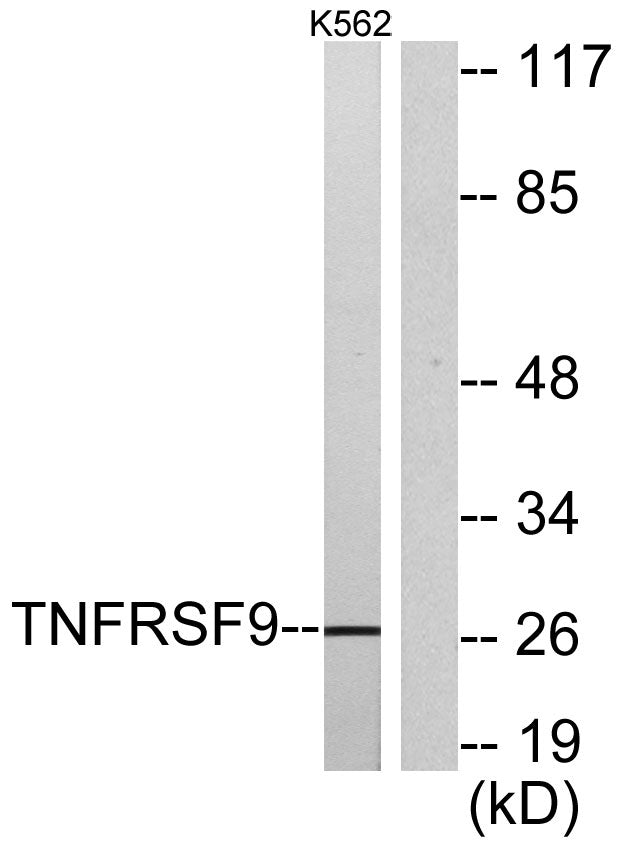 CD137 Rabbit Polyclonal Antibody