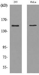 CD148 Rabbit Polyclonal Antibody