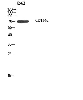 CD156c Rabbit Polyclonal Antibody
