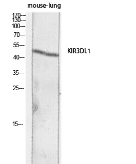 CD158e Rabbit Polyclonal Antibody