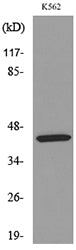 CD158z Rabbit Polyclonal Antibody