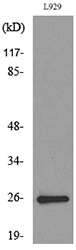 CD159a/c Rabbit Polyclonal Antibody
