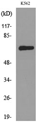 CD166 Rabbit Polyclonal Antibody