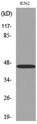 CD177 Rabbit Polyclonal Antibody