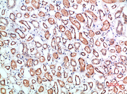 CD1B Rabbit Polyclonal Antibody