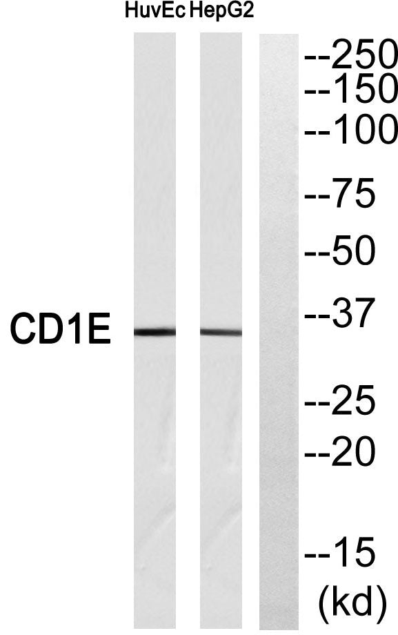 CD1e Rabbit Polyclonal Antibody
