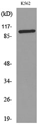 CD203c Rabbit Polyclonal Antibody